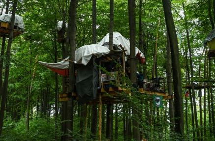 Dannenröder Wald #DanniBleibt Dannenröder Wald #DanniBleibt